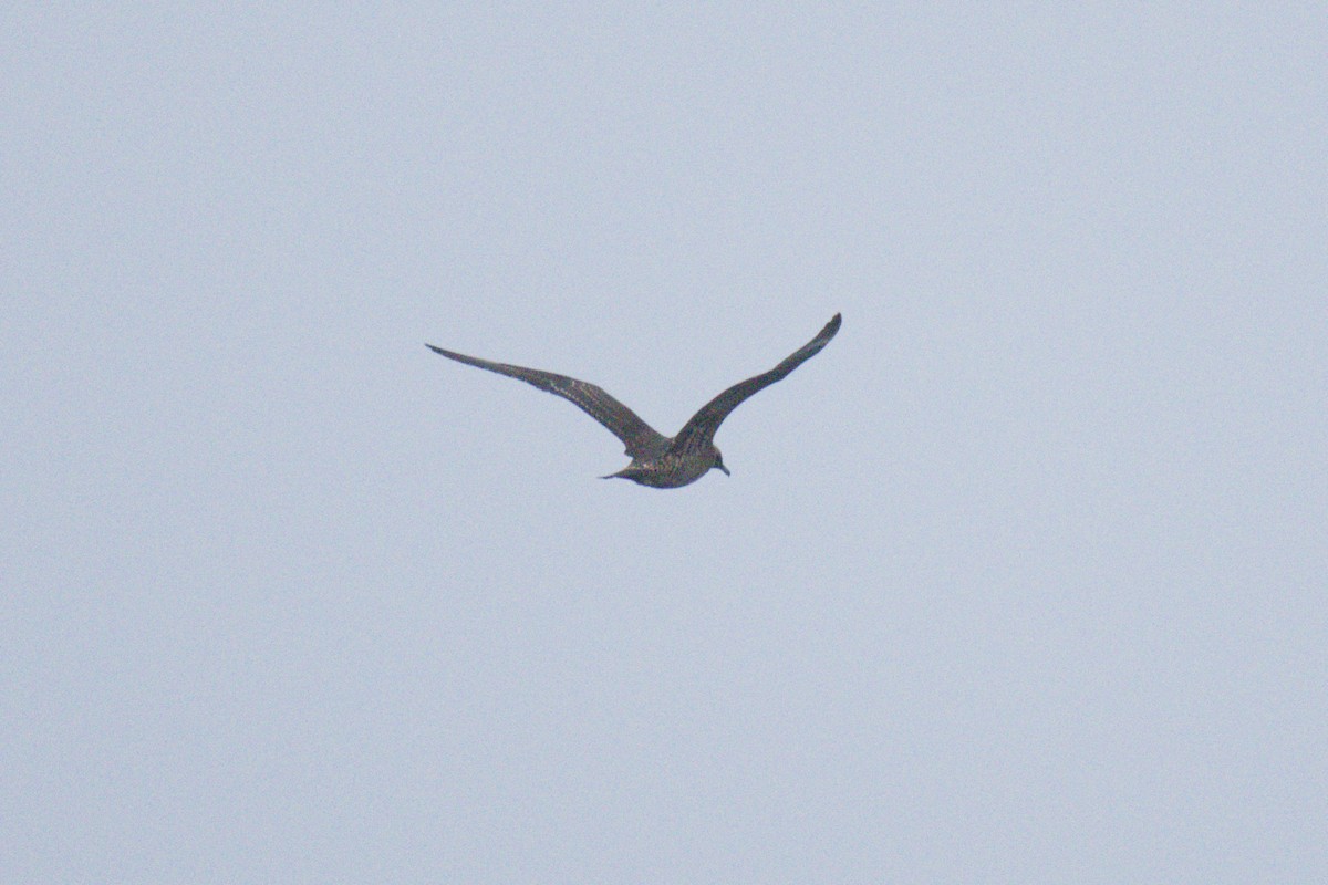 Parasitic Jaeger - ML642898892