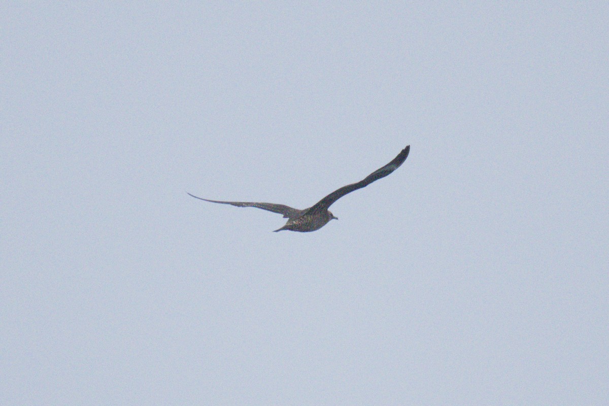 Parasitic Jaeger - ML642898893
