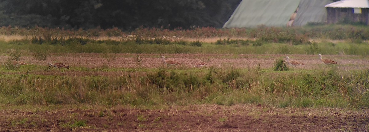 Great Bustard - ML642898897