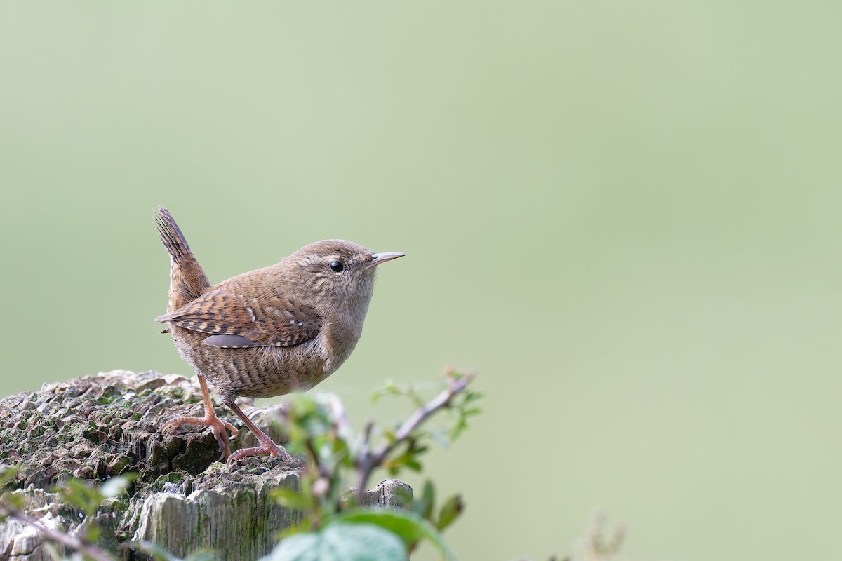 Eurasian Wren - ML642898898