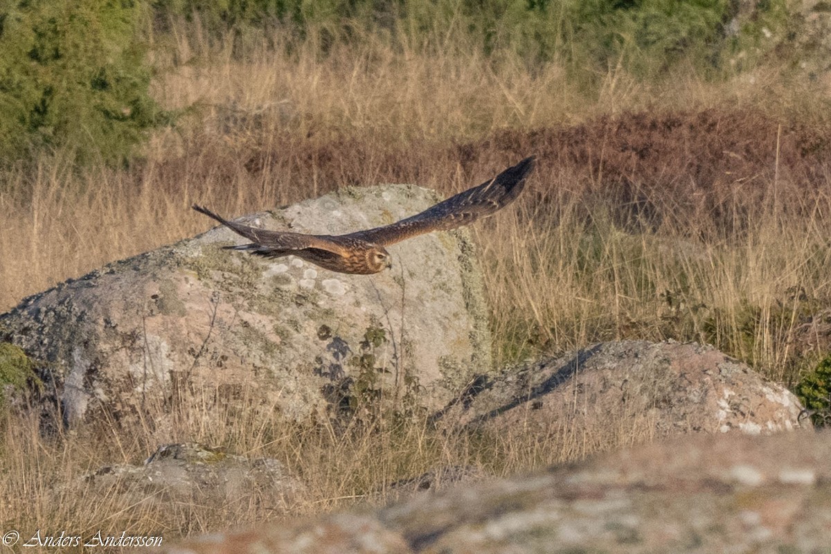 Hen Harrier - ML642898899