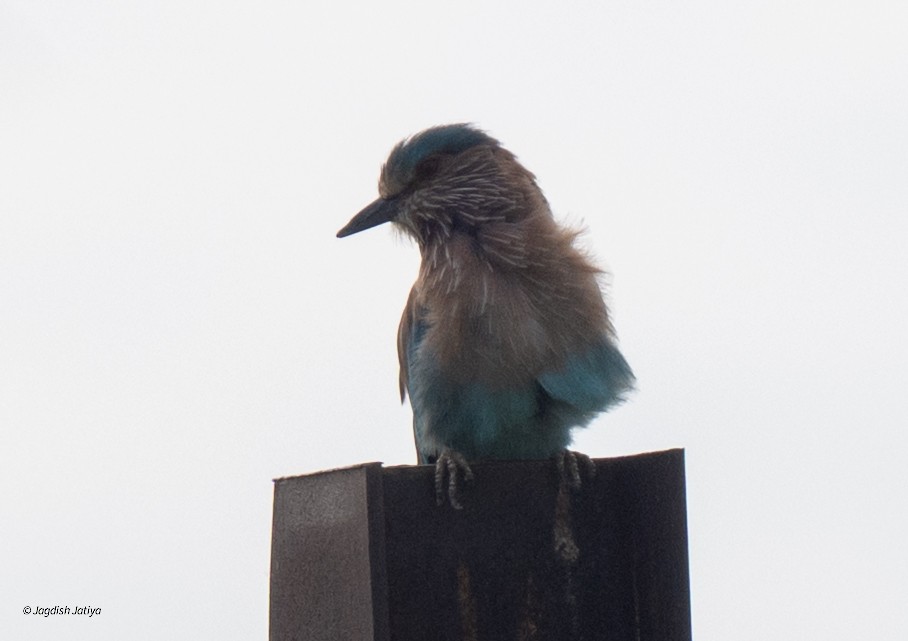 Indian Roller - ML642898900