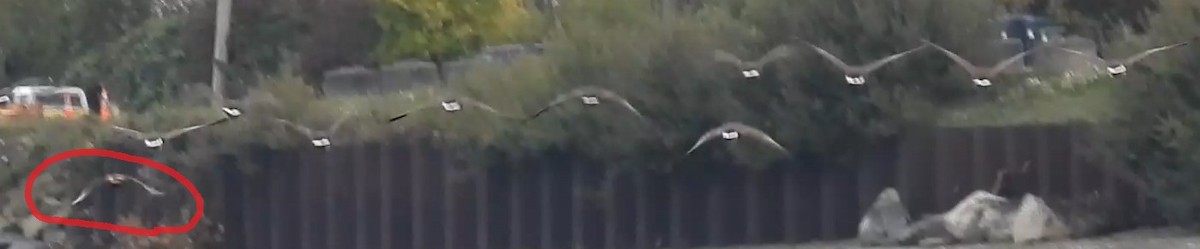Mallard (Domestic type) - ML642898901