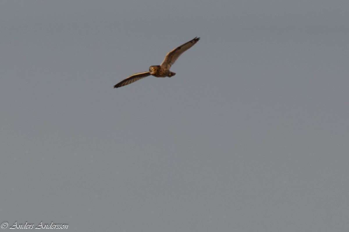 Short-eared Owl - ML642898902