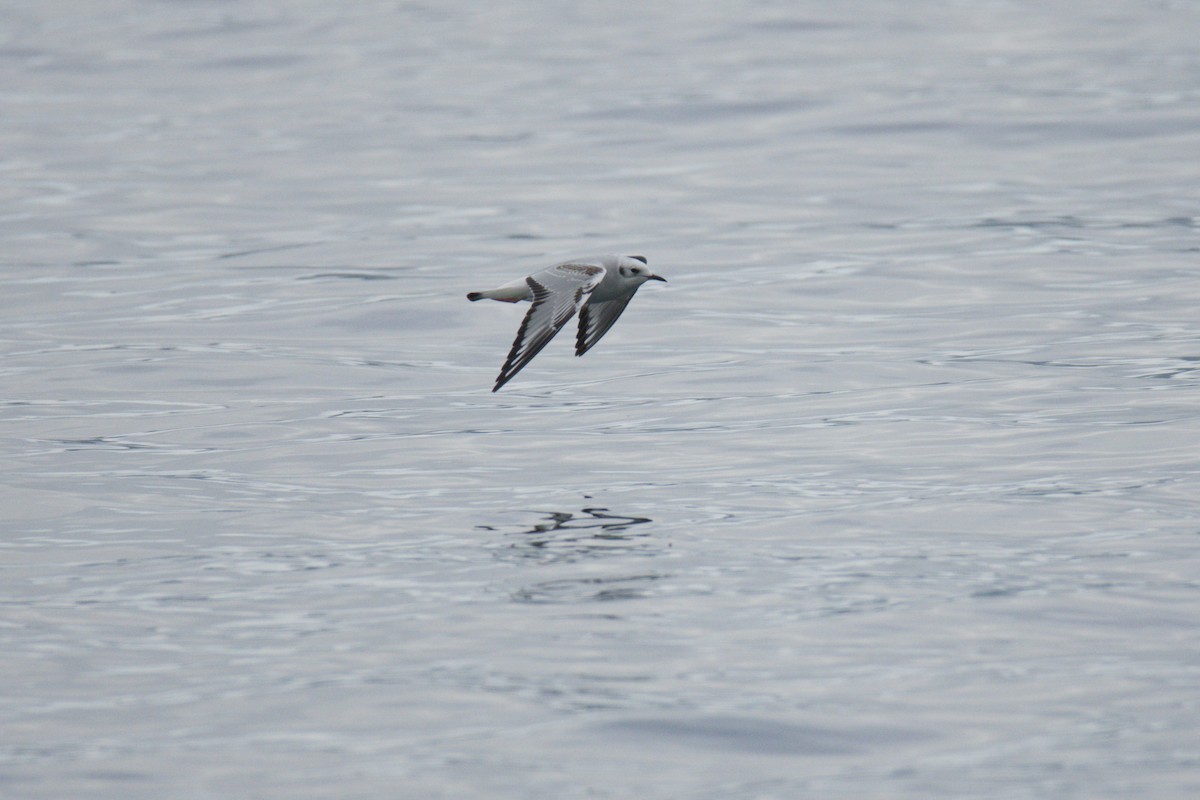 Bonaparte's Gull - ML642898903