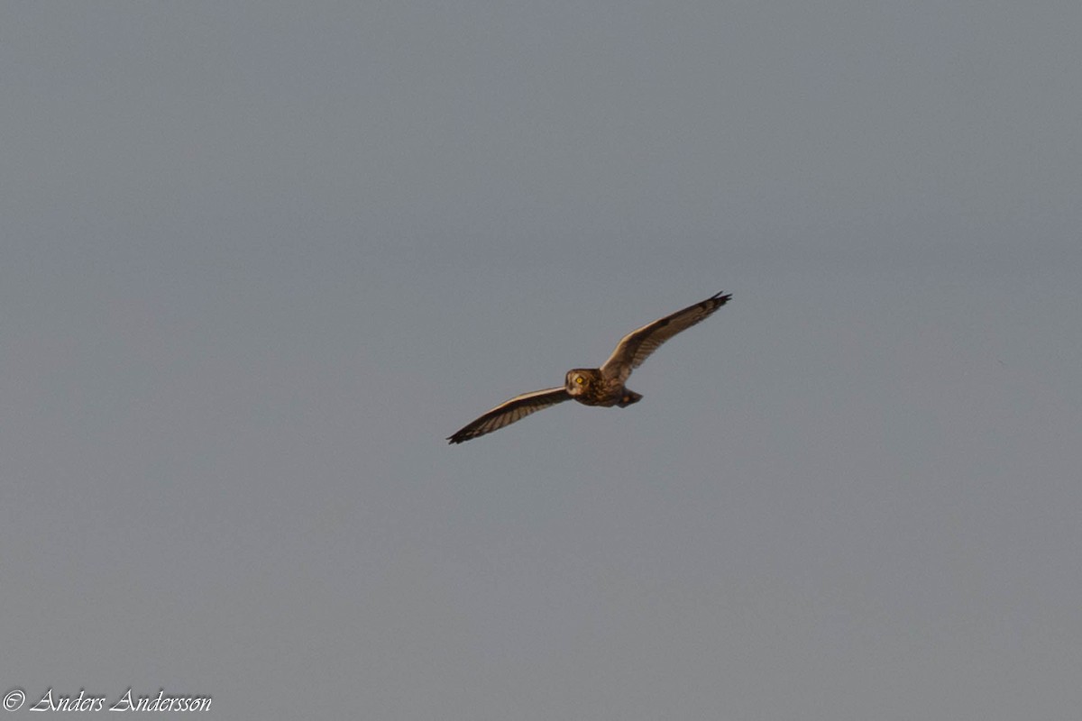 Short-eared Owl - ML642898904