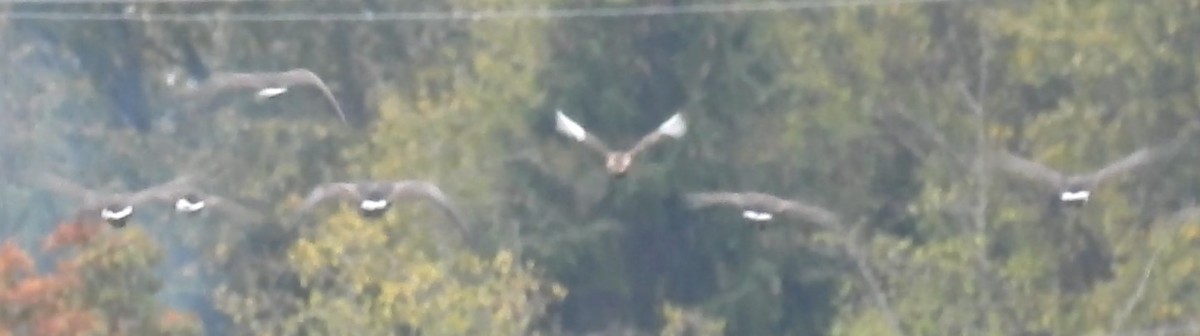 Mallard (Domestic type) - ML642898905