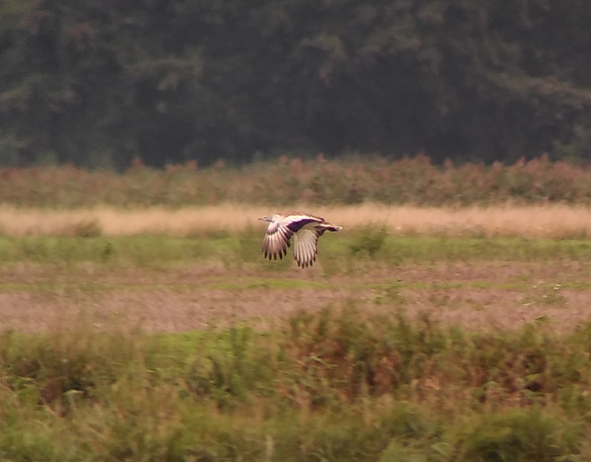 Great Bustard - ML642898906