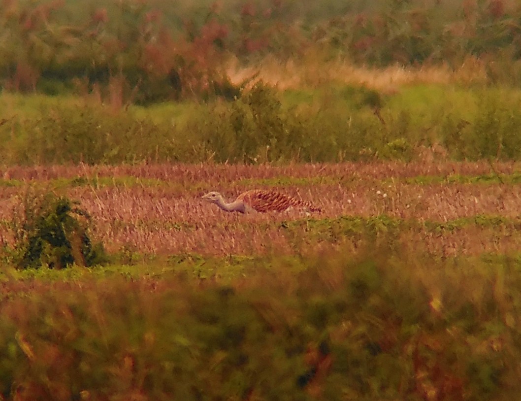 Great Bustard - ML642898907