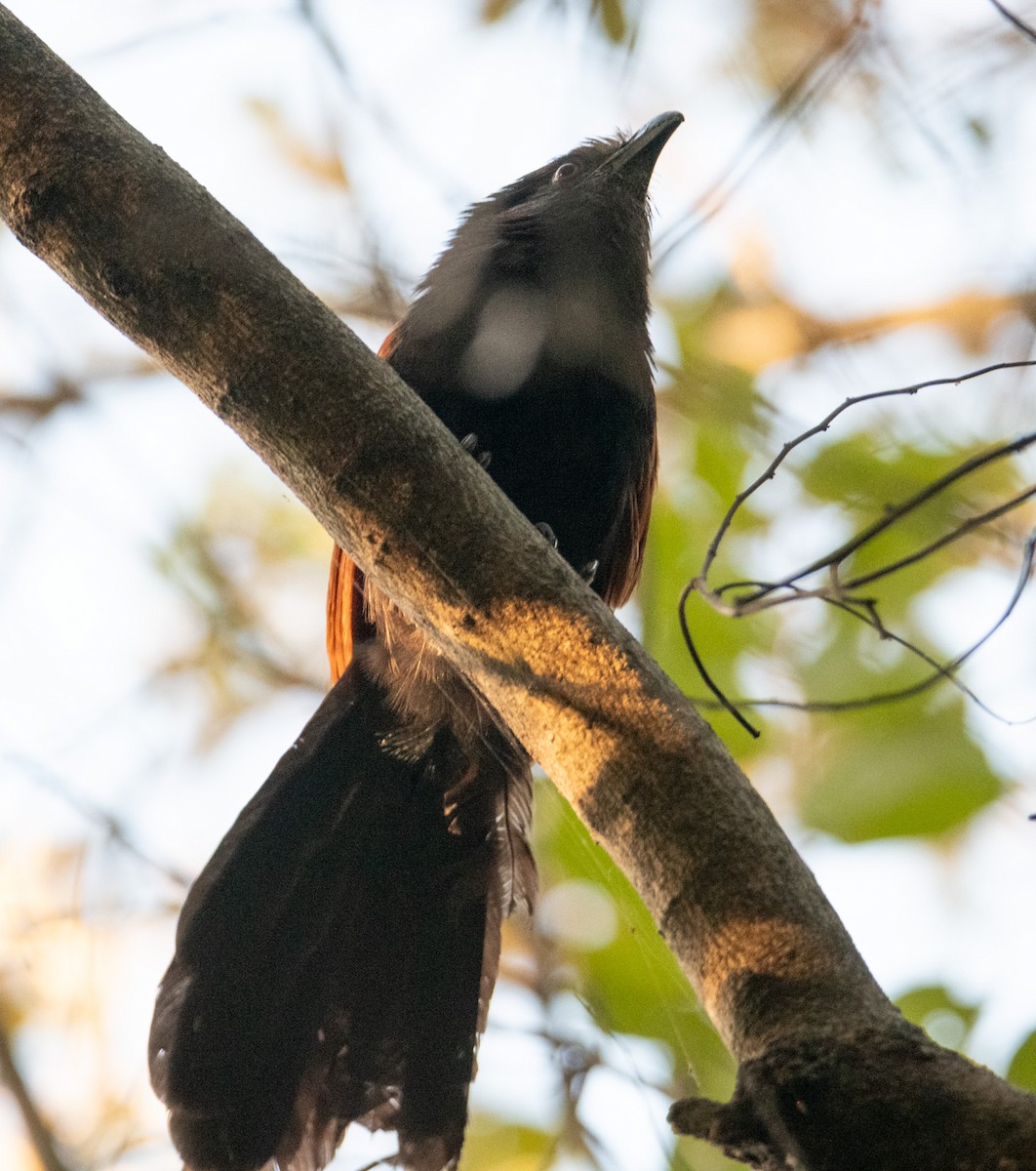 Greater Coucal - ML642898909