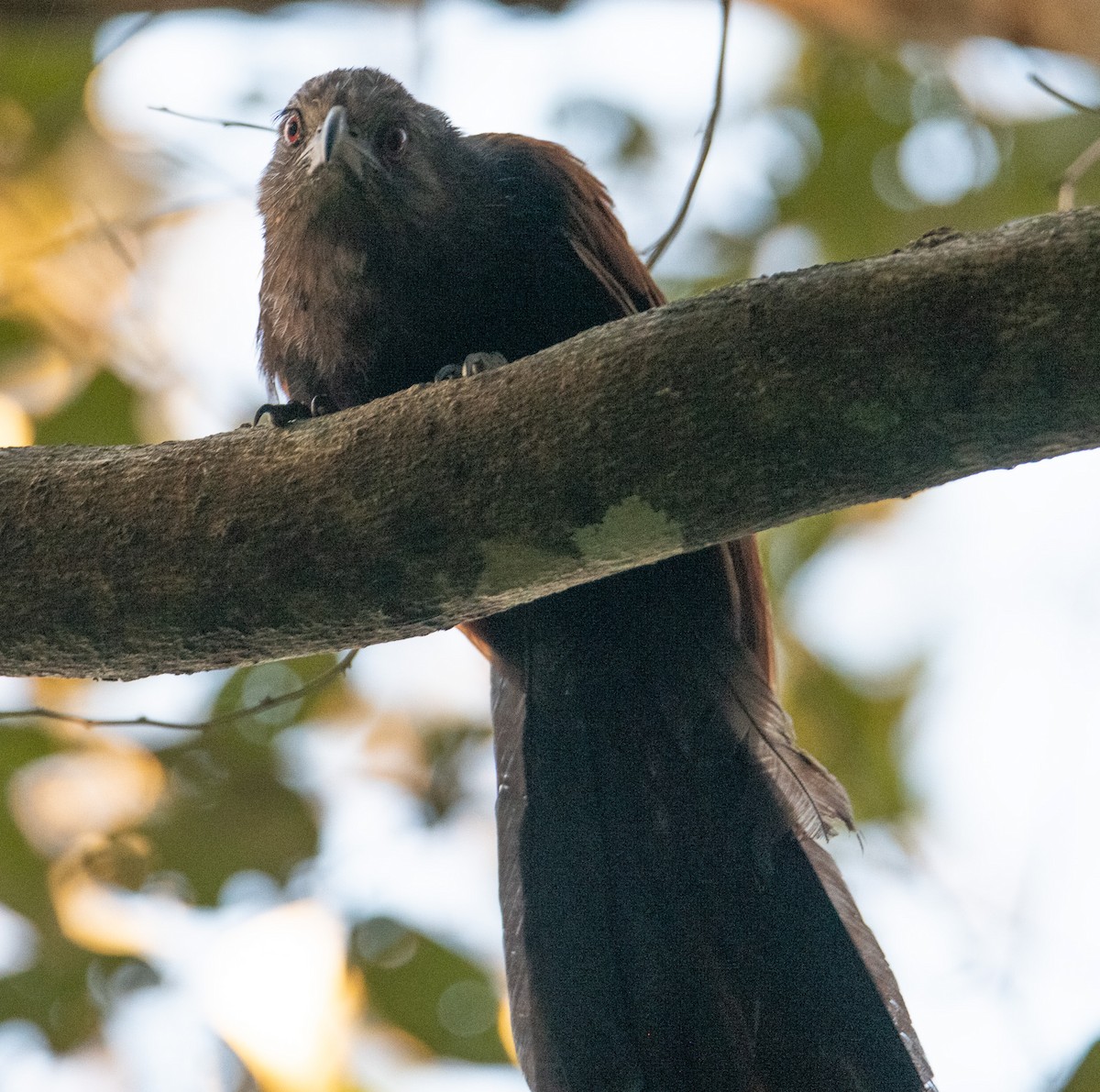 Greater Coucal - ML642898910