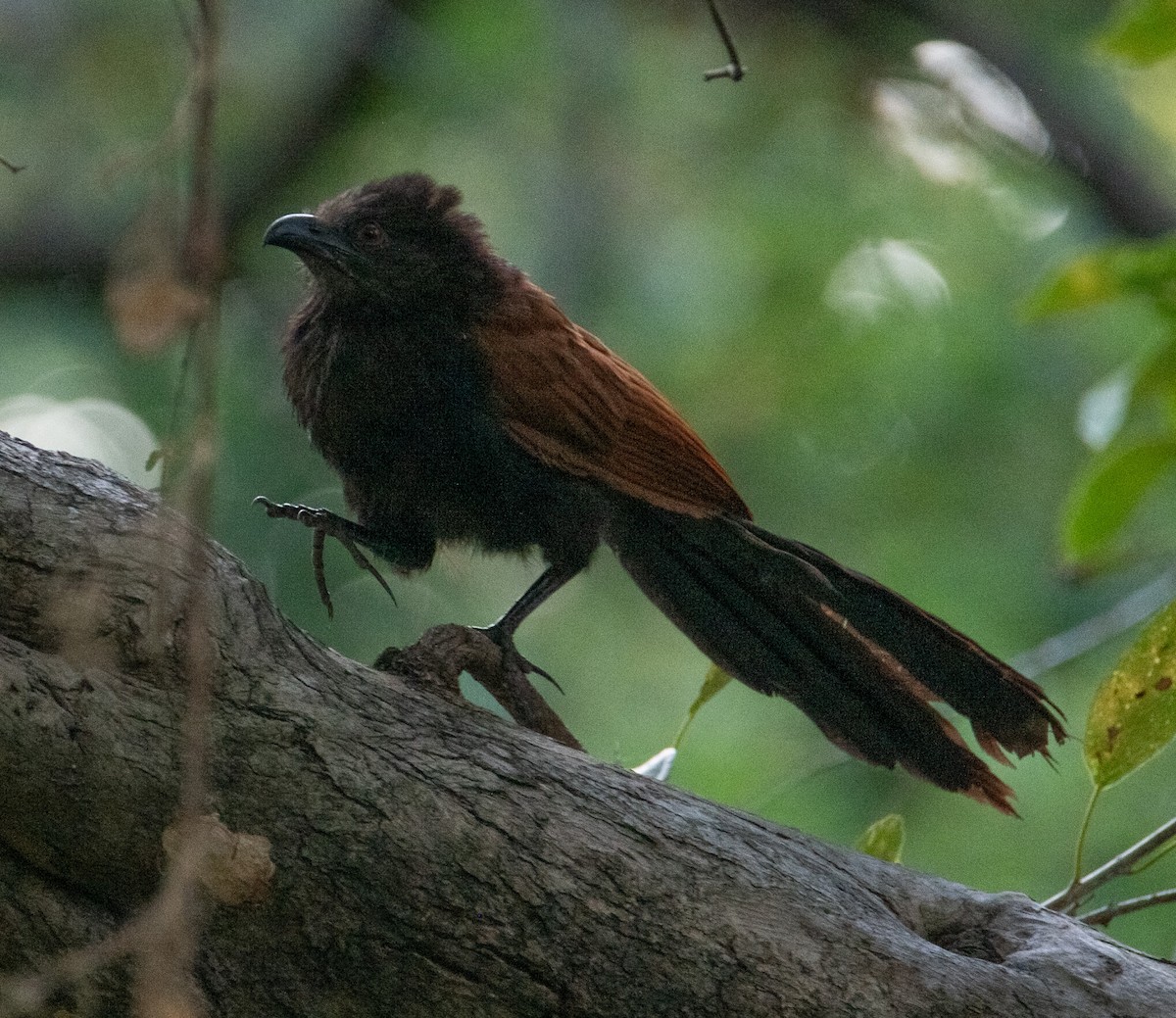 Greater Coucal - ML642898911