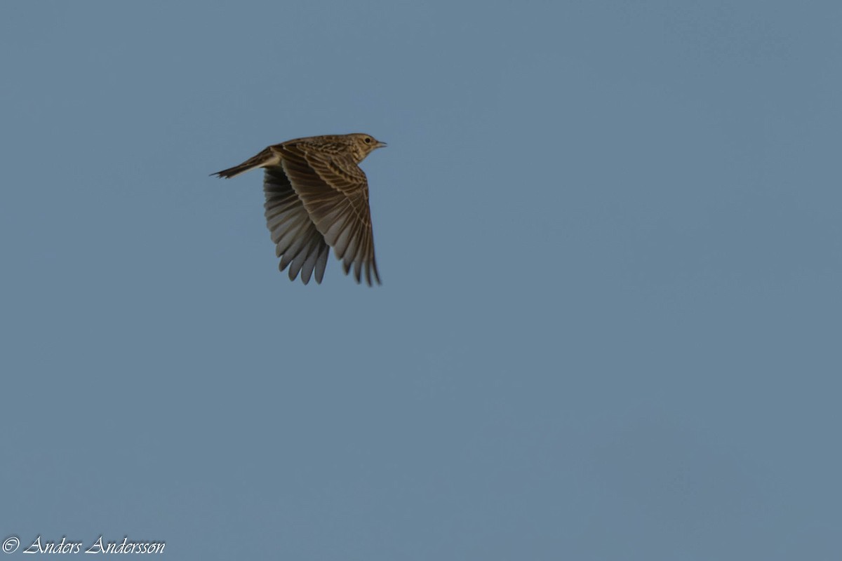 Eurasian Skylark - ML642898912