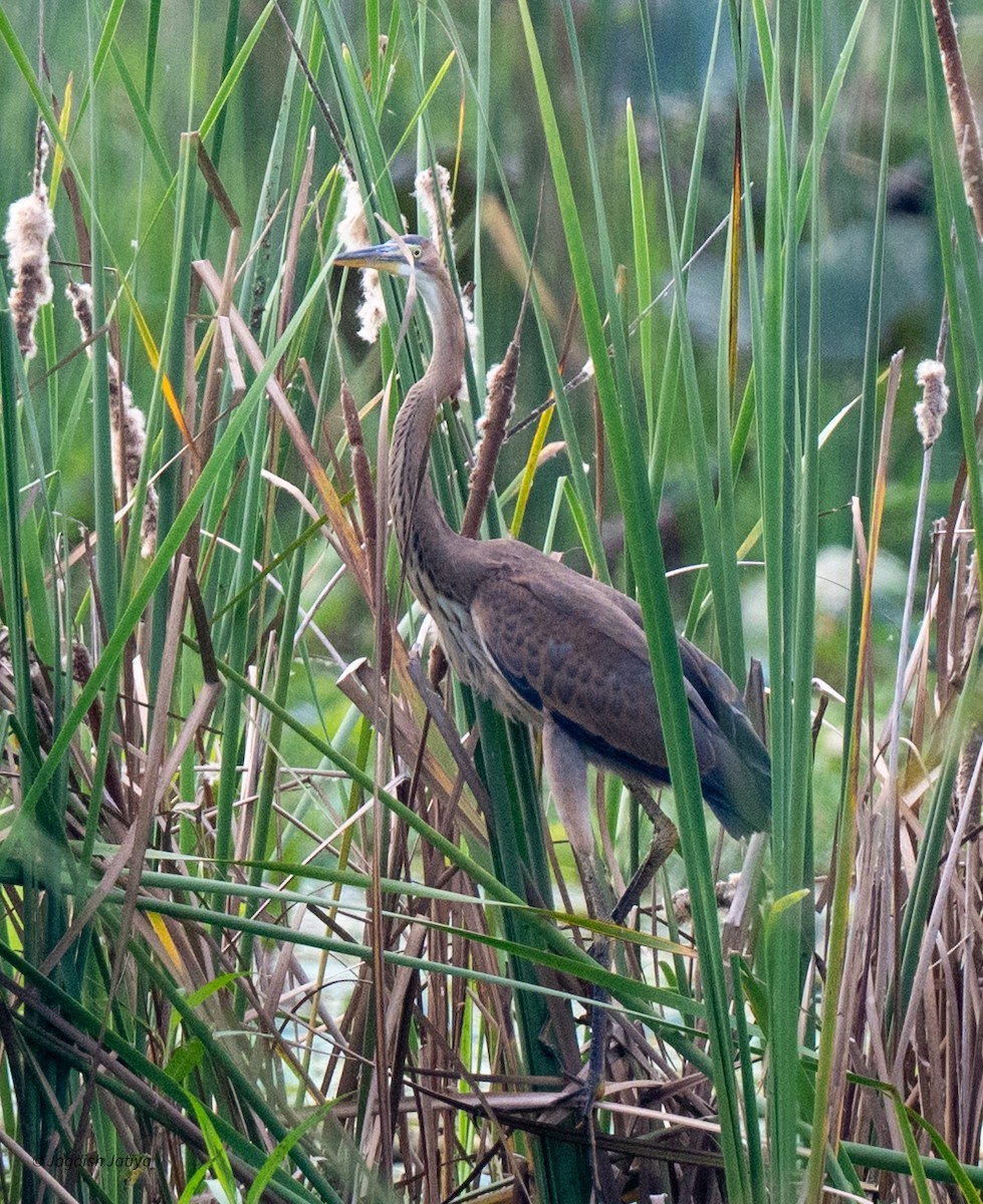 Purple Heron - ML642898913