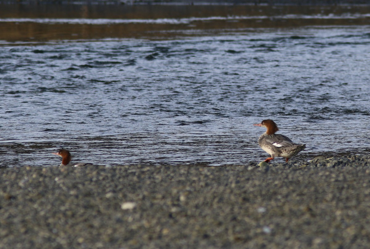 Common Merganser - ML642898914