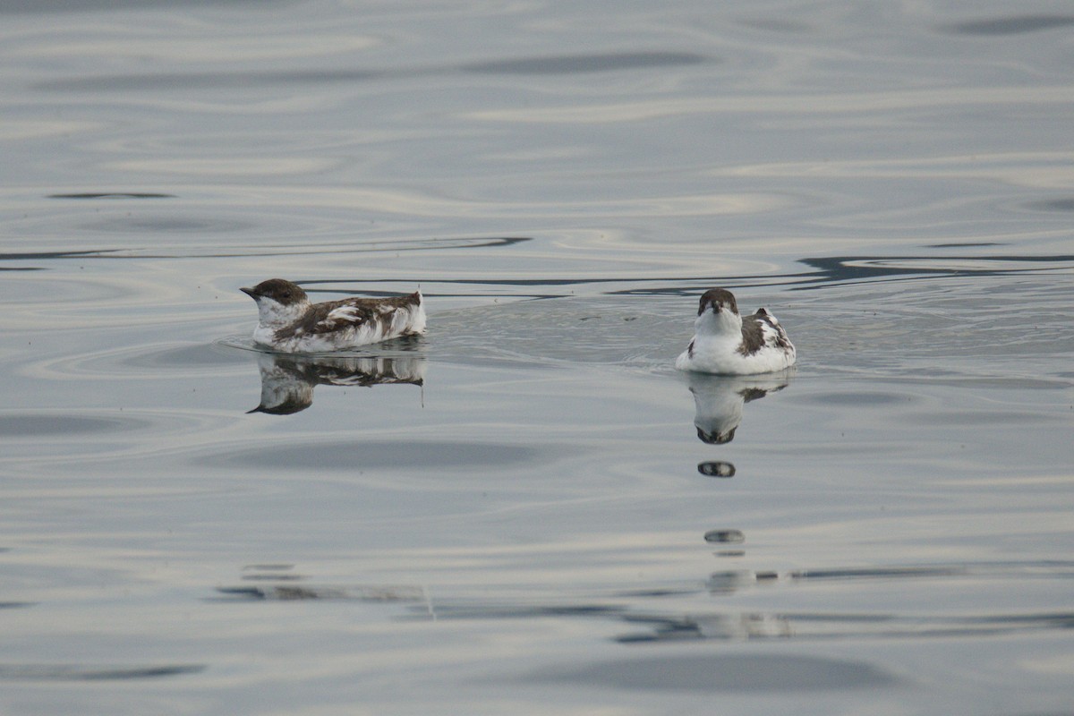 Marbled Murrelet - ML642898915