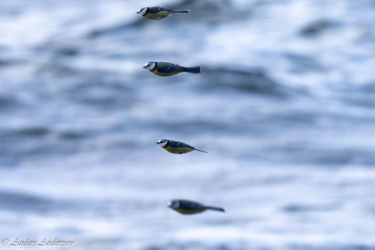 Eurasian Blue Tit - ML642898916