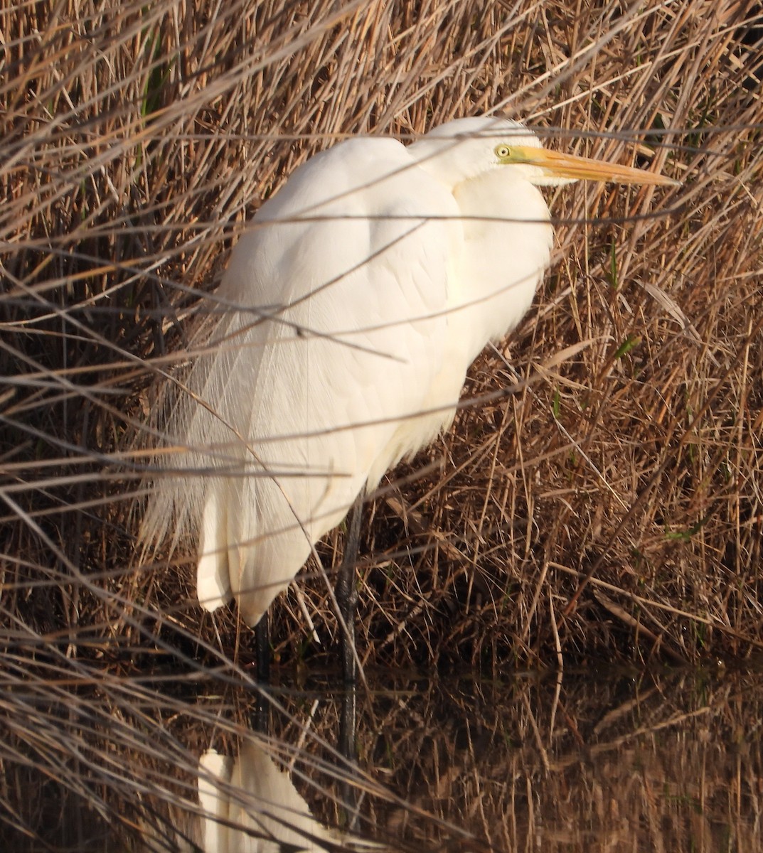 Great Egret - ML642898917