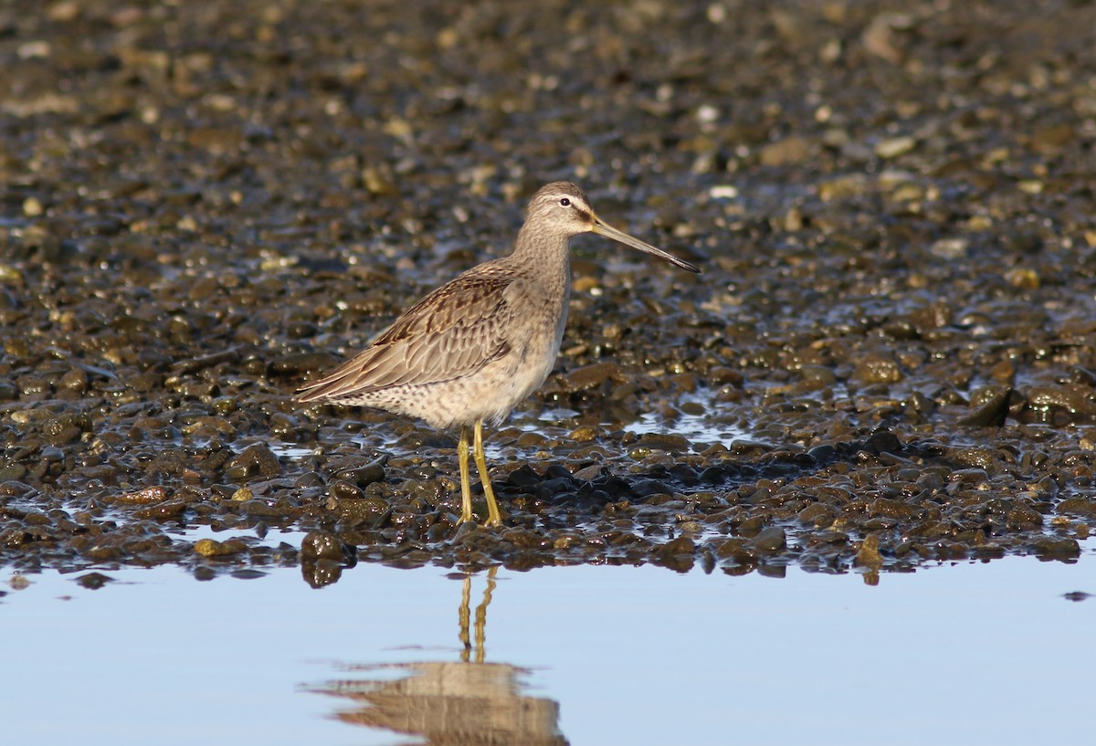 Long-billed Dowitcher - ML642898918