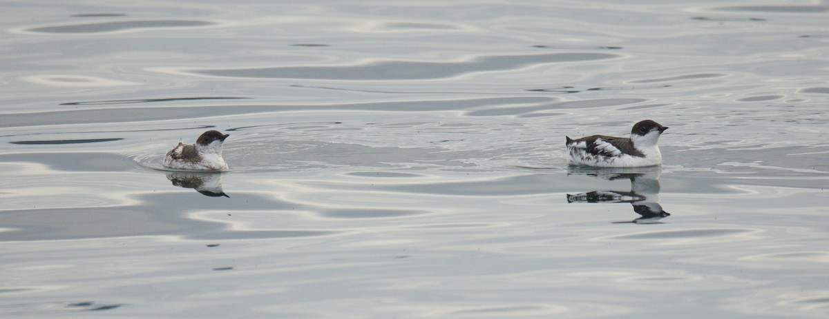 Marbled Murrelet - ML642898919