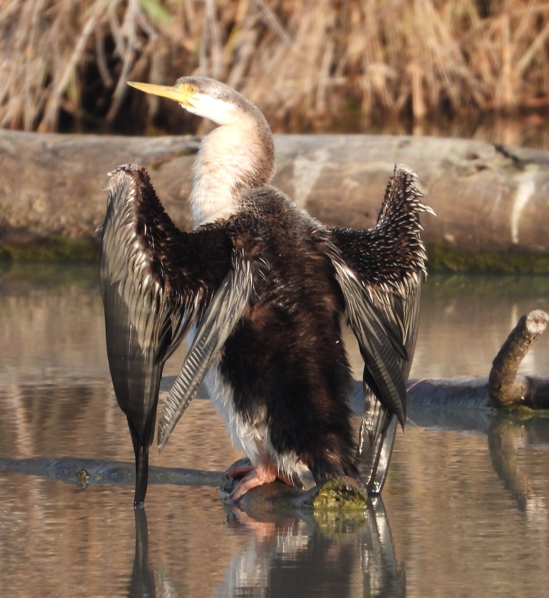 Australasian Darter - ML642898920