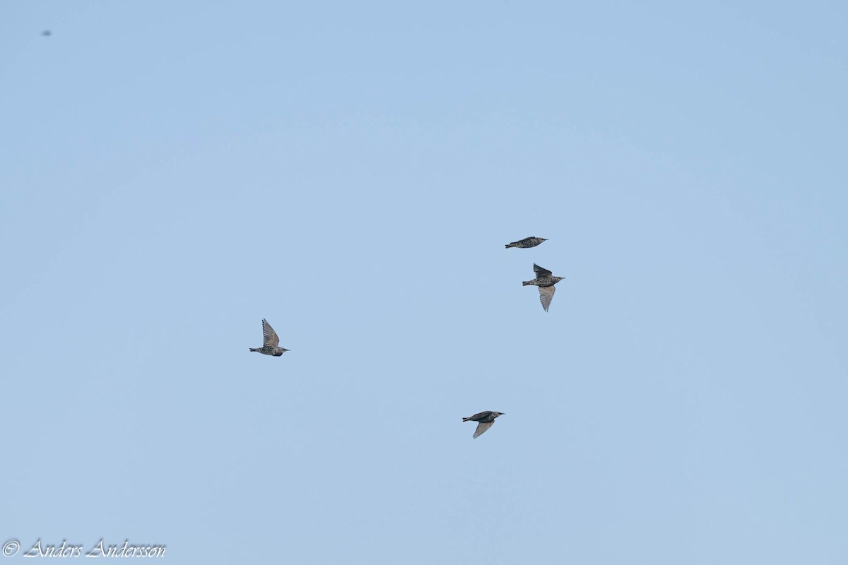 European Starling - ML642898921