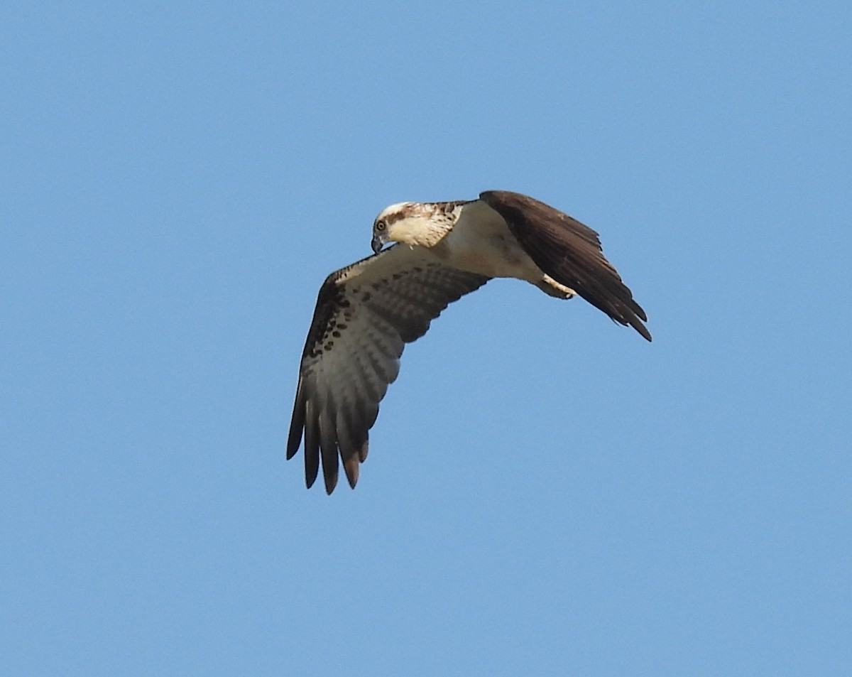 Osprey (Australasian) - ML642898922