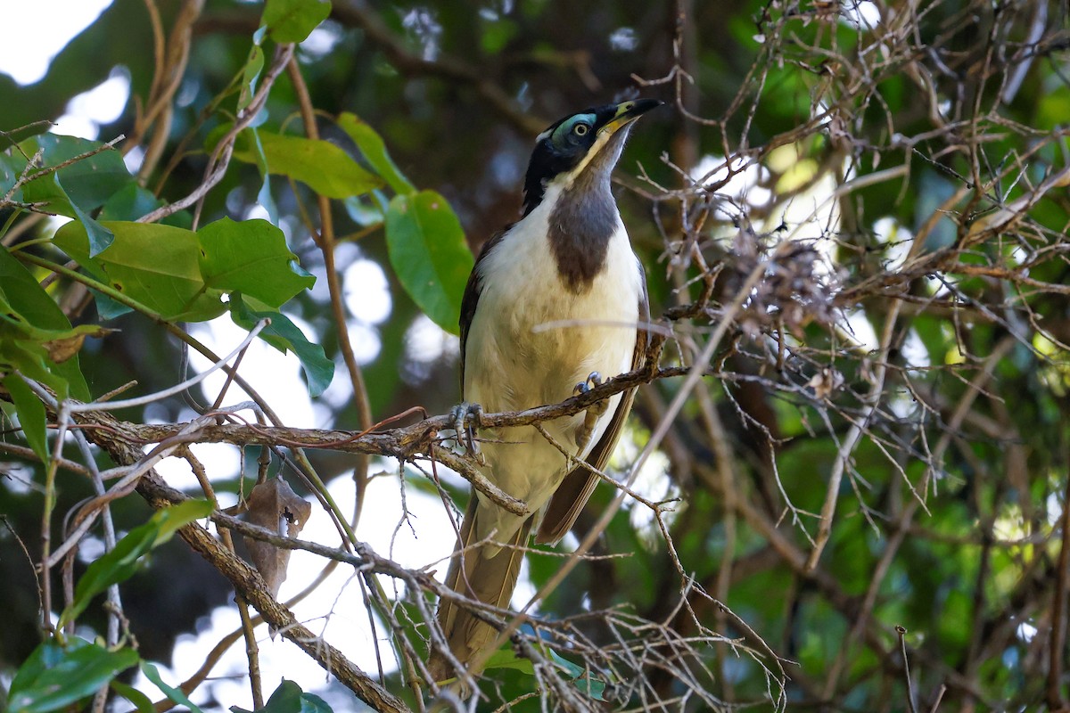 Blue-faced Honeyeater - ML642898924