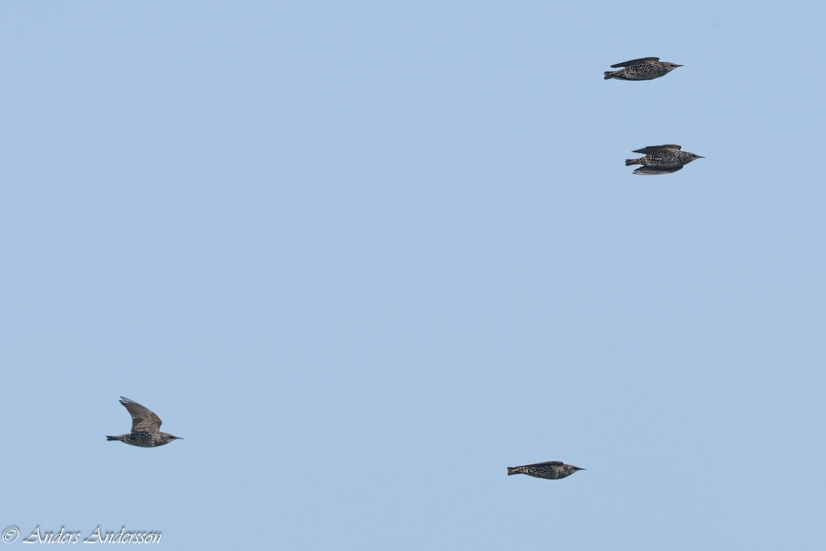 European Starling - ML642898925