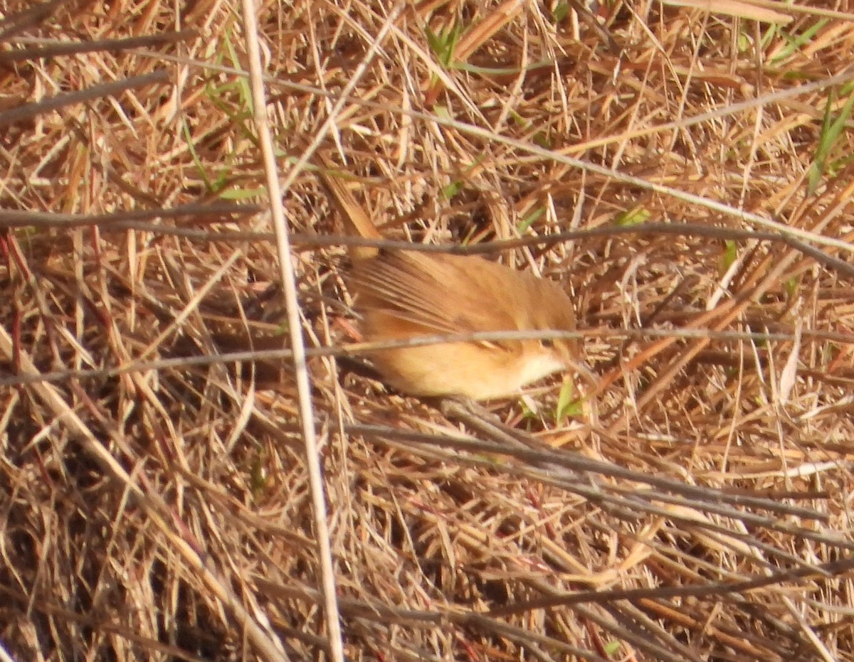 Australian Reed Warbler - ML642898926