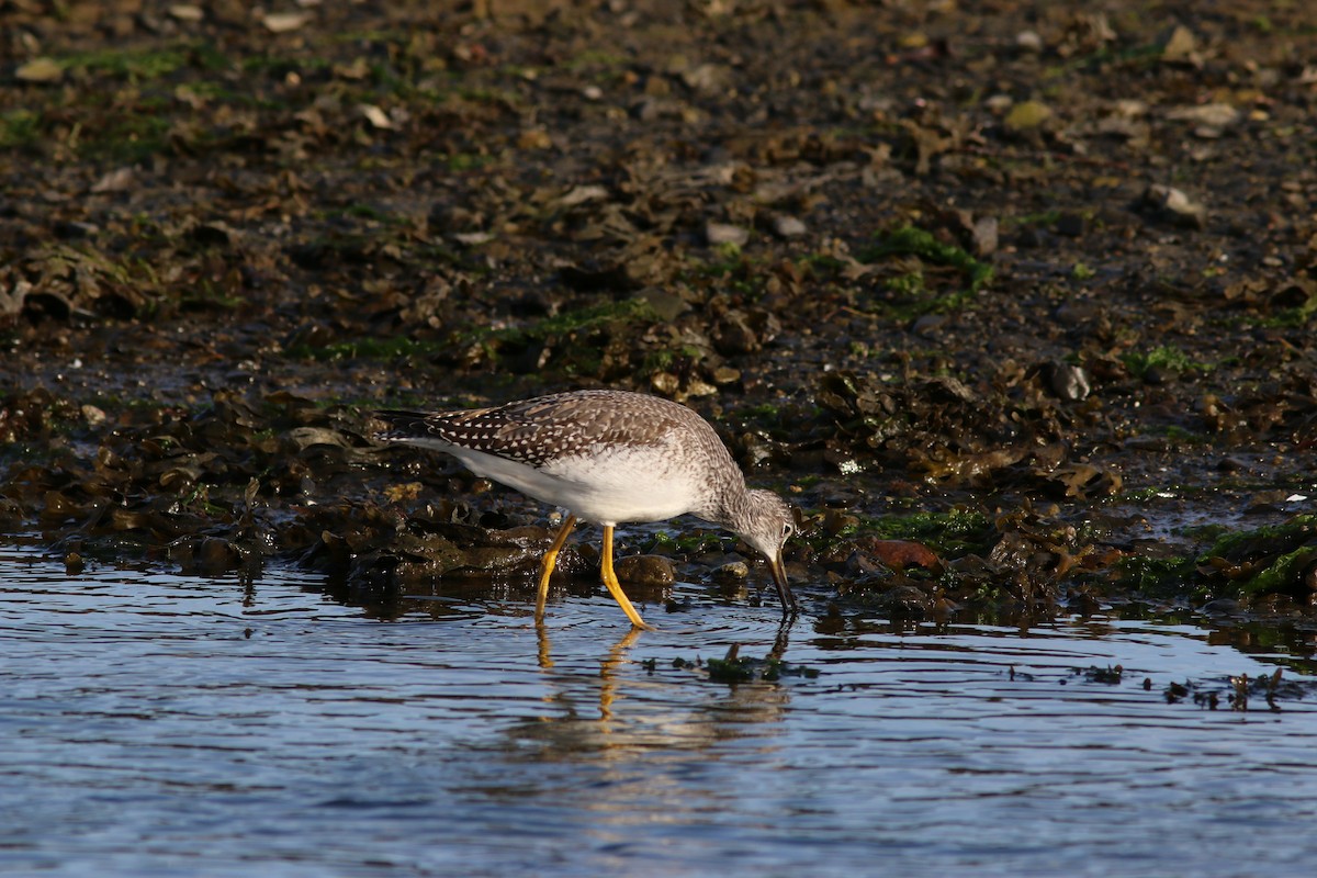 Greater Yellowlegs - ML642898927
