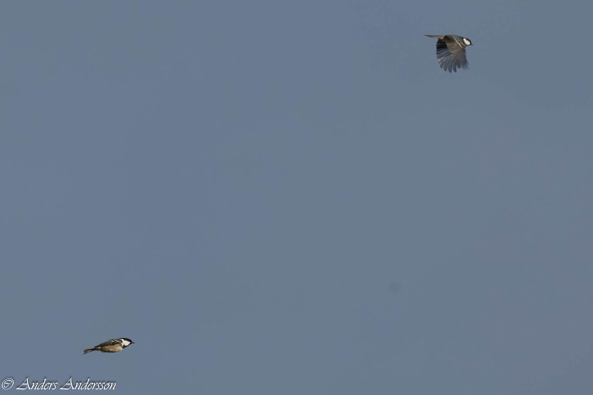 Coal Tit - ML642898928
