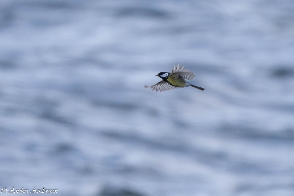 Great Tit - ML642898929