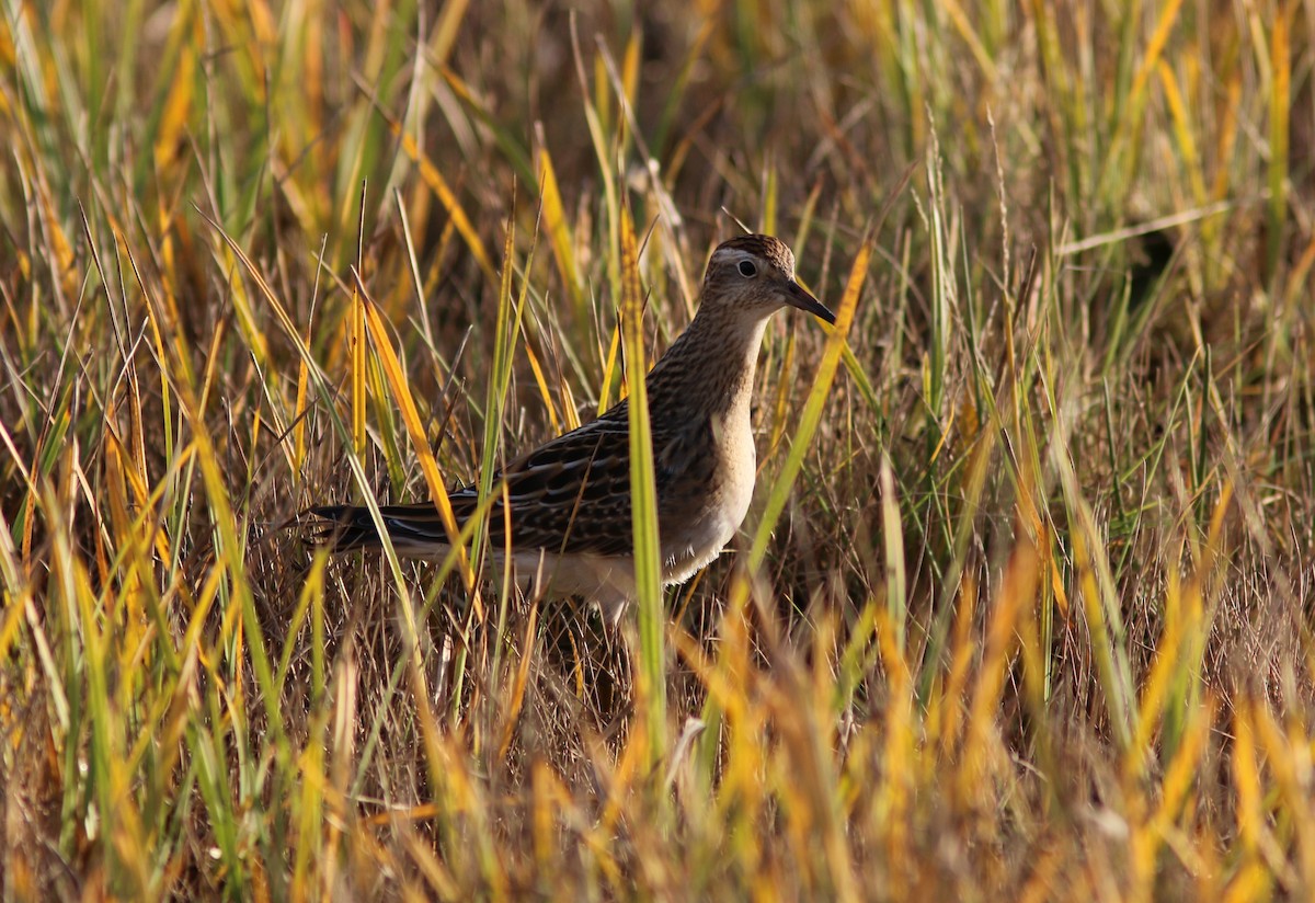 Sharp-tailed Sandpiper - ML642898931