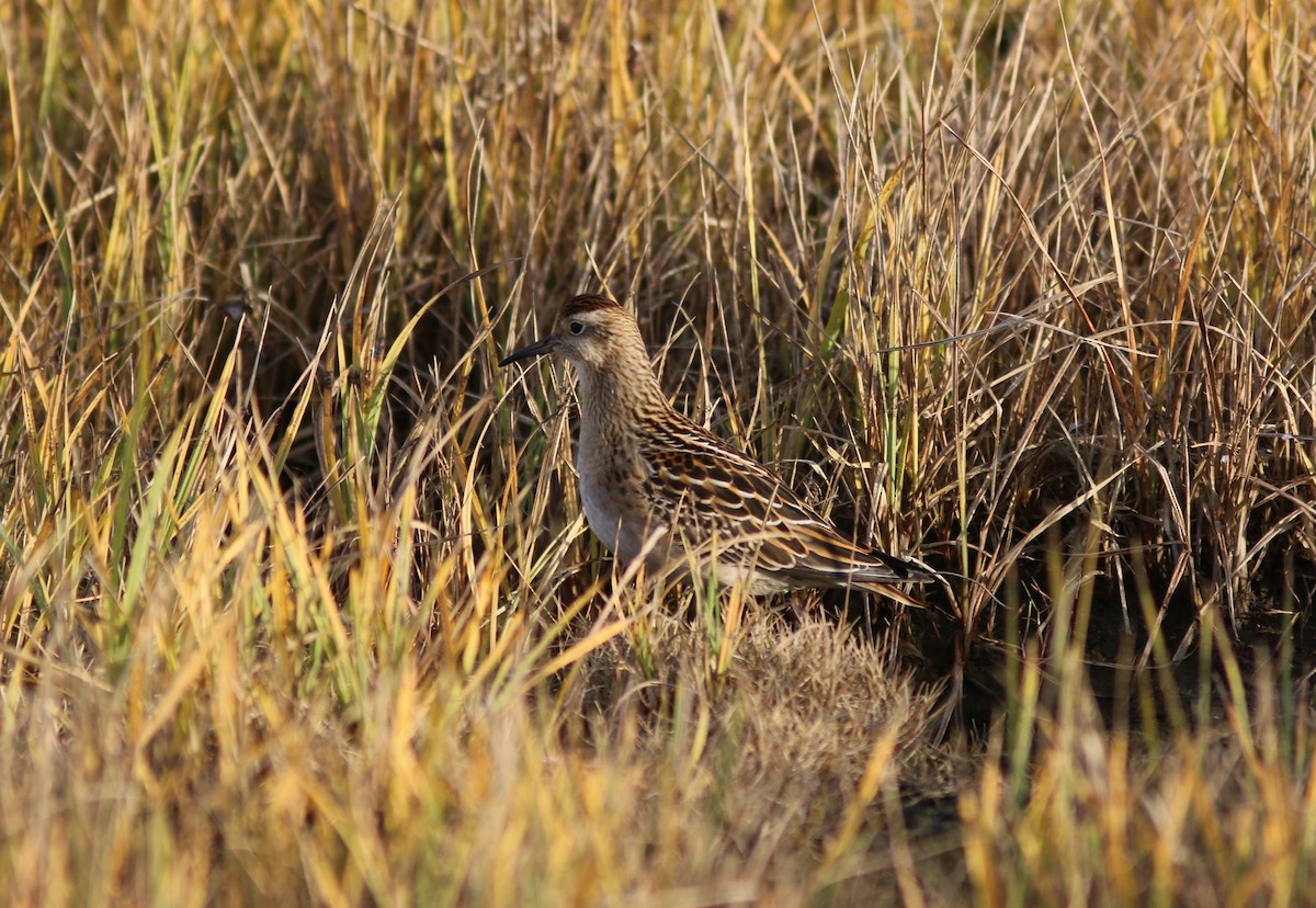 Sharp-tailed Sandpiper - ML642898932