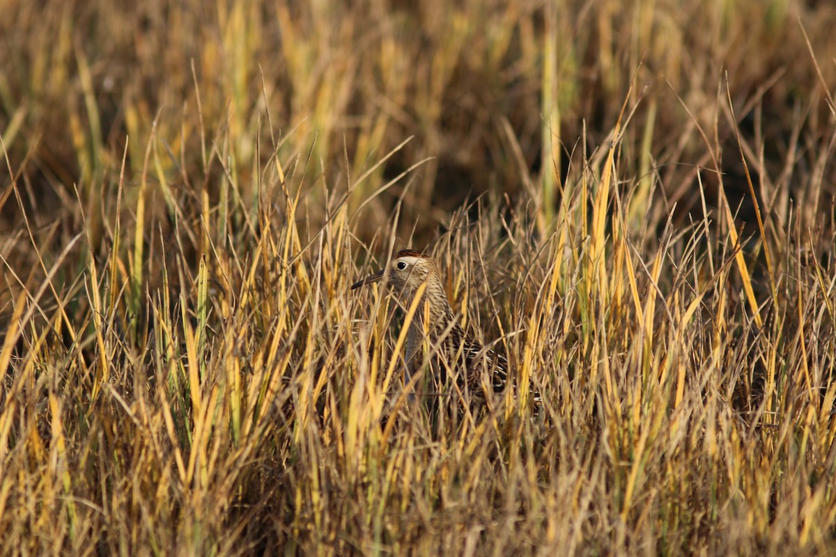 Sharp-tailed Sandpiper - ML642898933