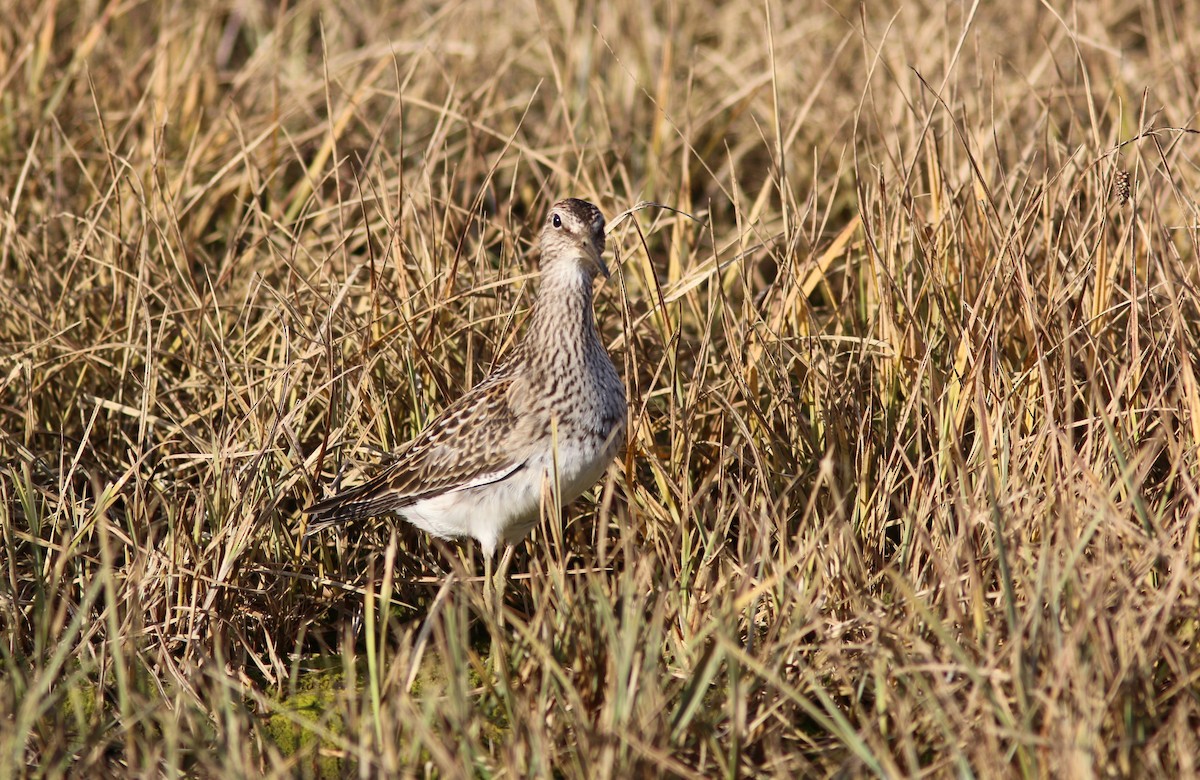Pectoral Sandpiper - ML642898934