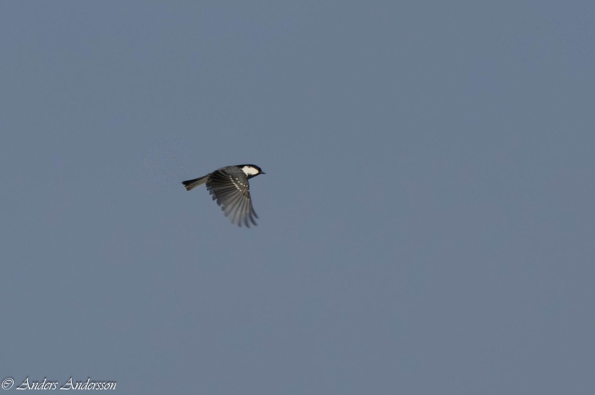 Coal Tit - ML642898935