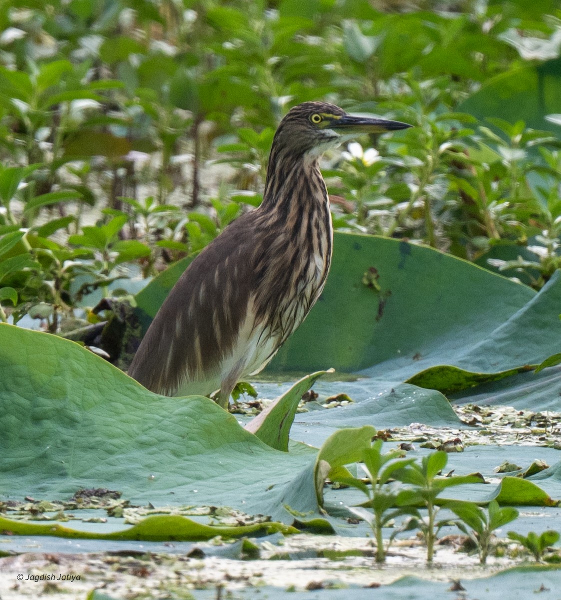 Indian Pond-Heron - ML642898936