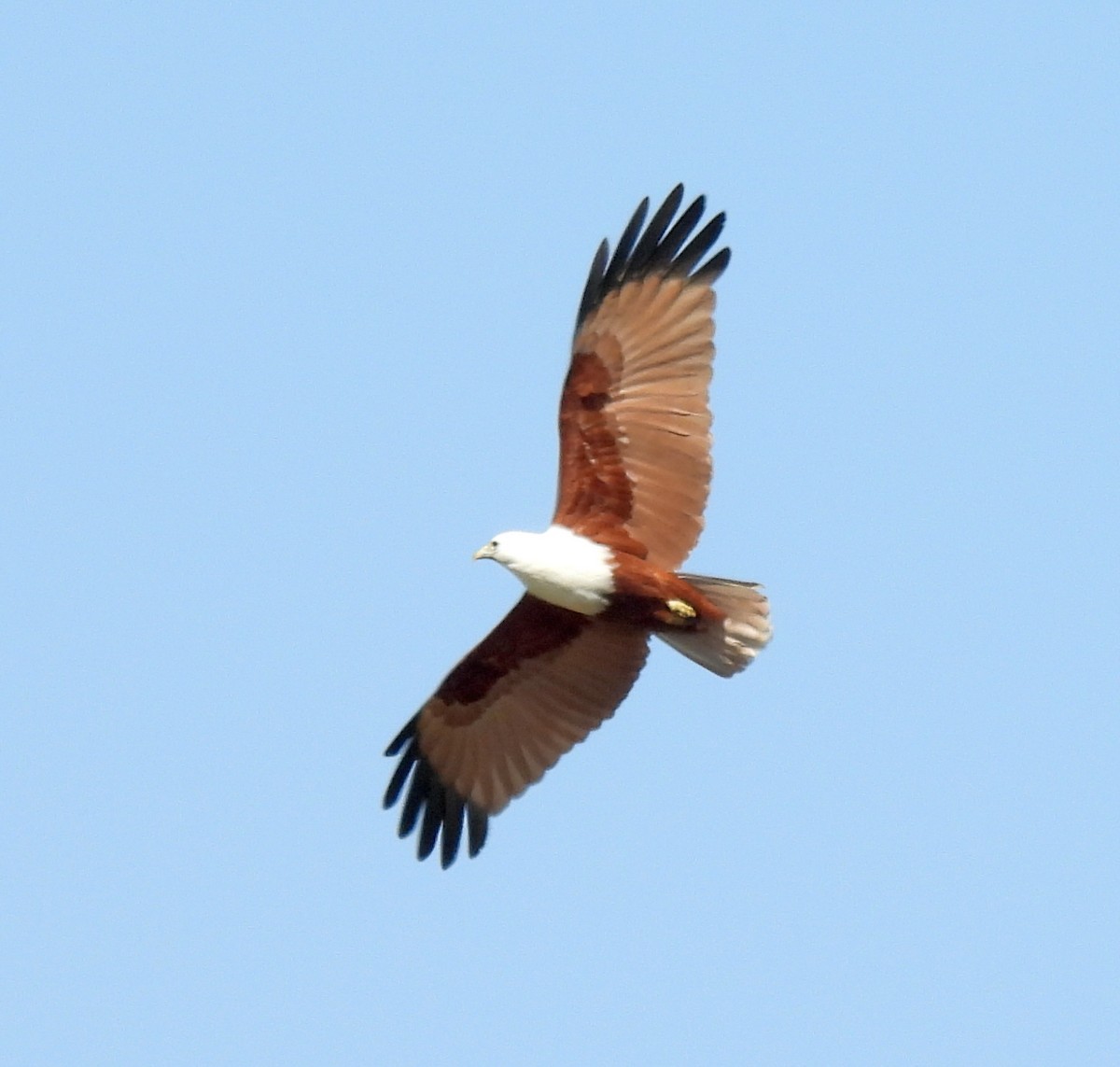 Brahminy Kite - ML642898937