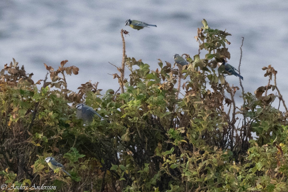 Eurasian Blue Tit - ML642898938