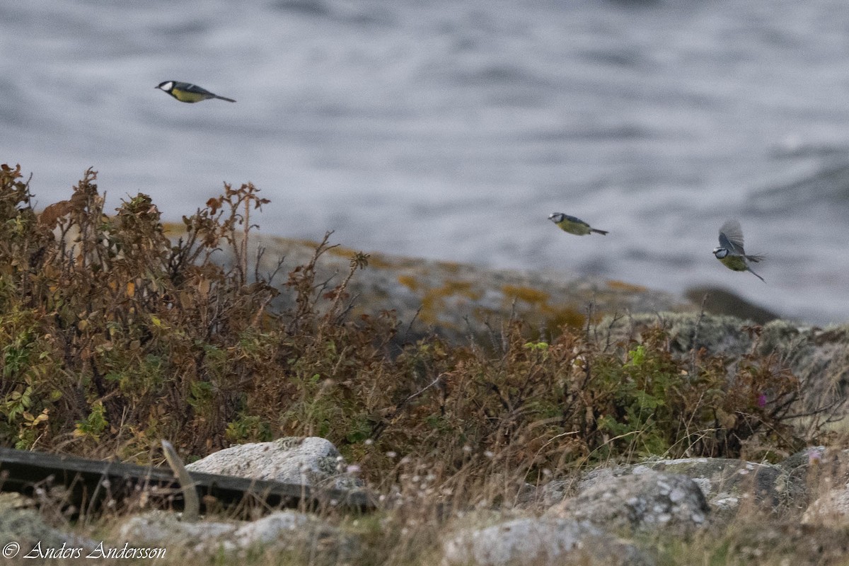 Eurasian Blue Tit - ML642898939