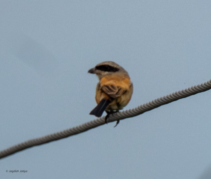 Long-tailed Shrike - ML642898940