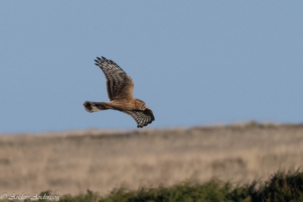 Hen Harrier - ML642898947