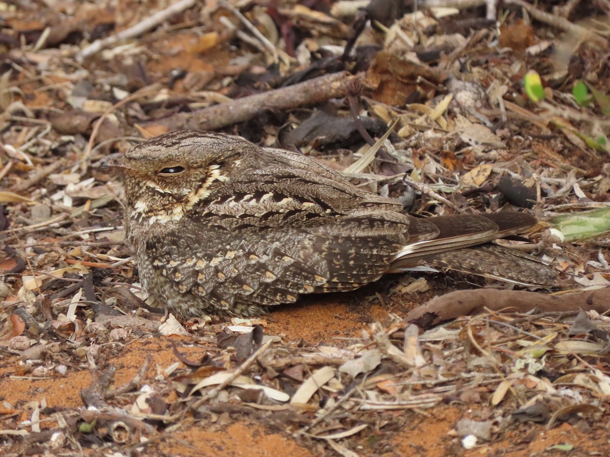 Madagascar Nightjar - ML642898949