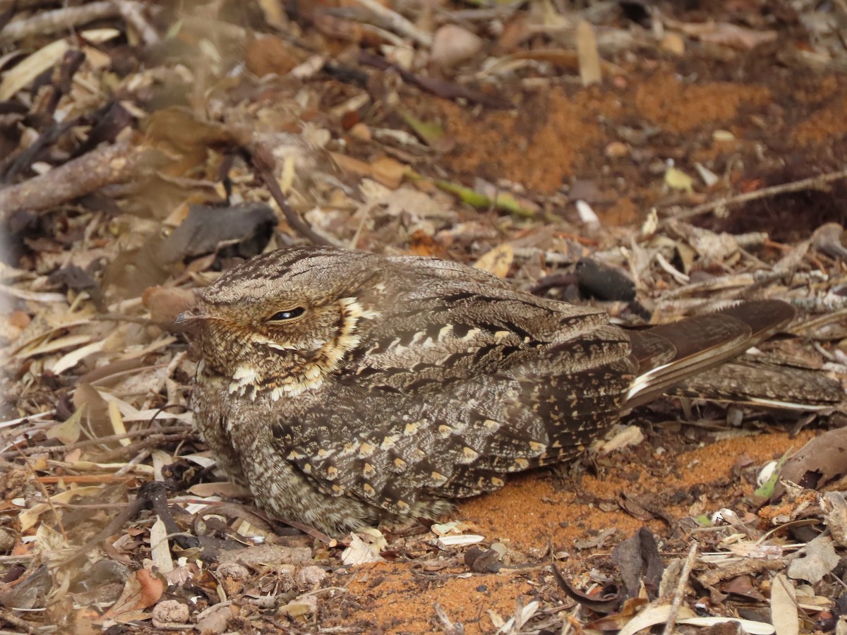 Madagascar Nightjar - ML642898951
