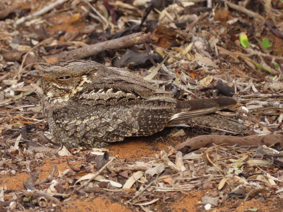 Madagascar Nightjar - ML642898952