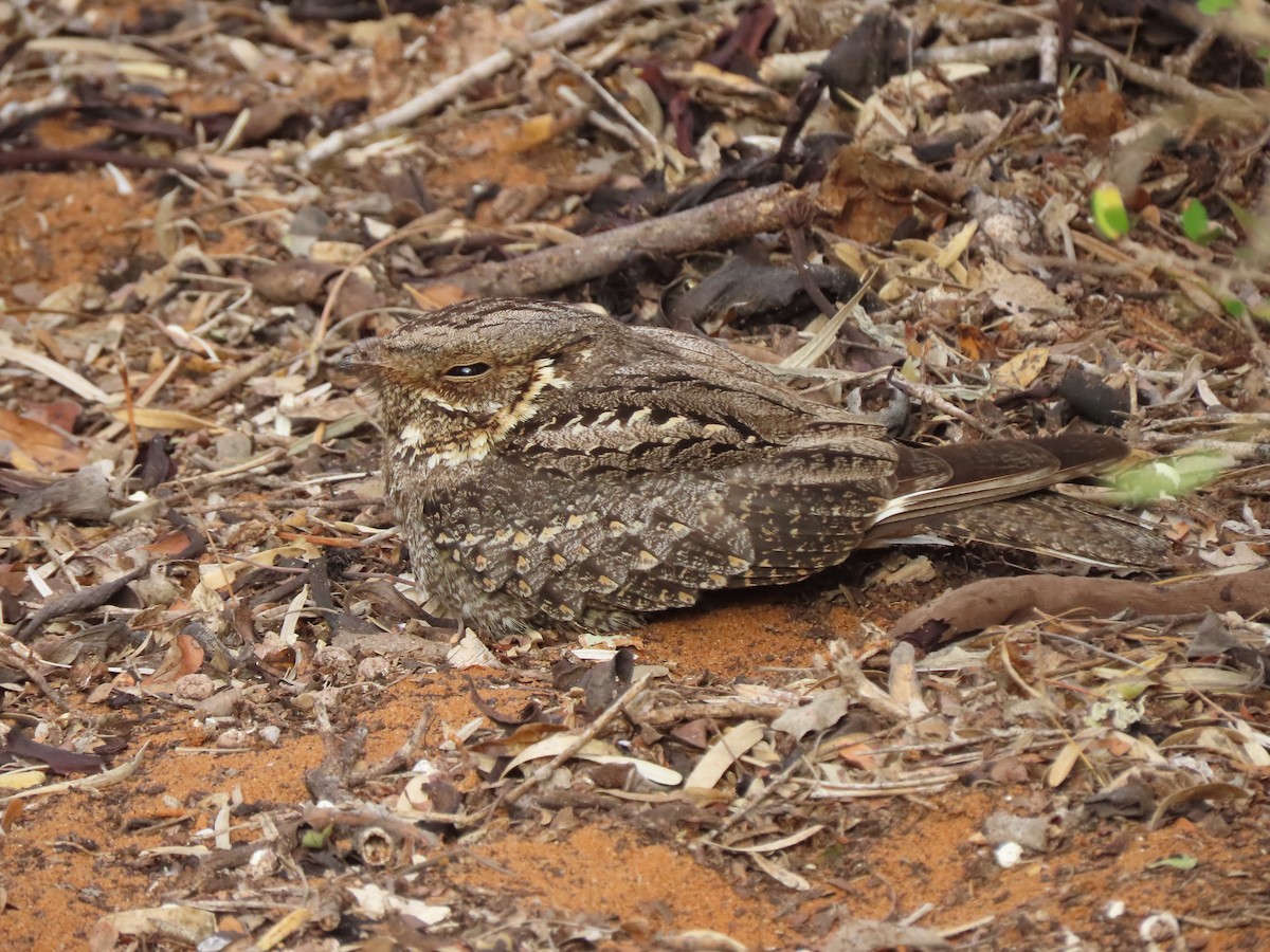 Madagascar Nightjar - ML642898953