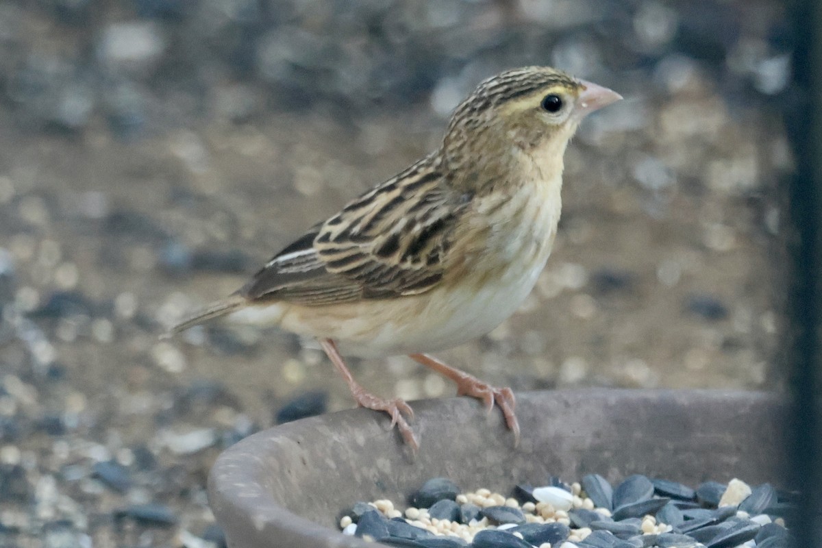 Northern Red Bishop - ML642898954