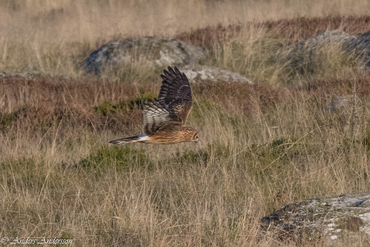 Hen Harrier - ML642898957